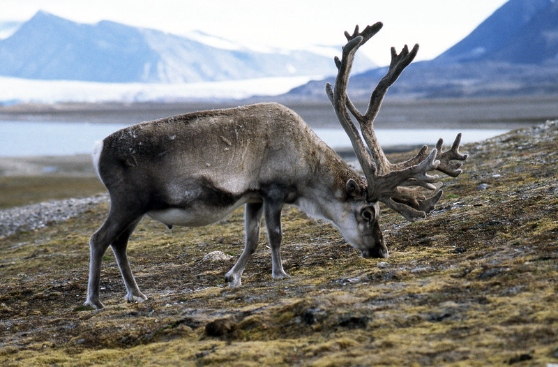Svalbard Reindeer