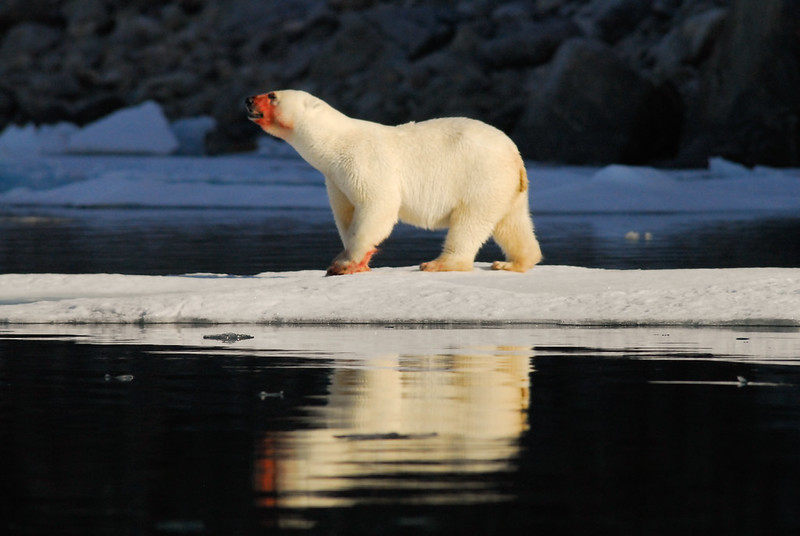 Polar Bear