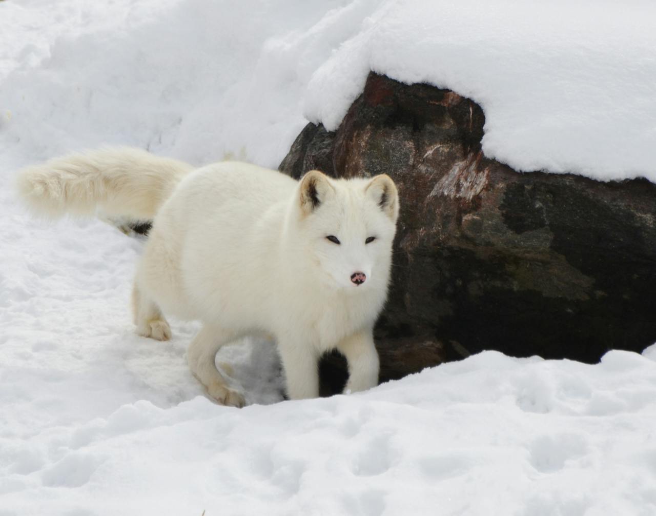 Snow Fox