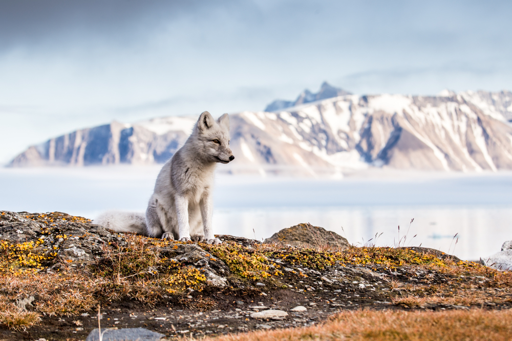 Arctic fox on autumn Spitsbergen