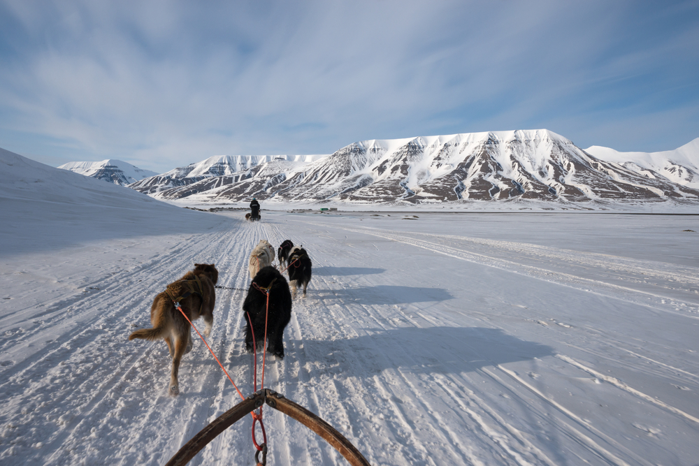 Dog sled tour