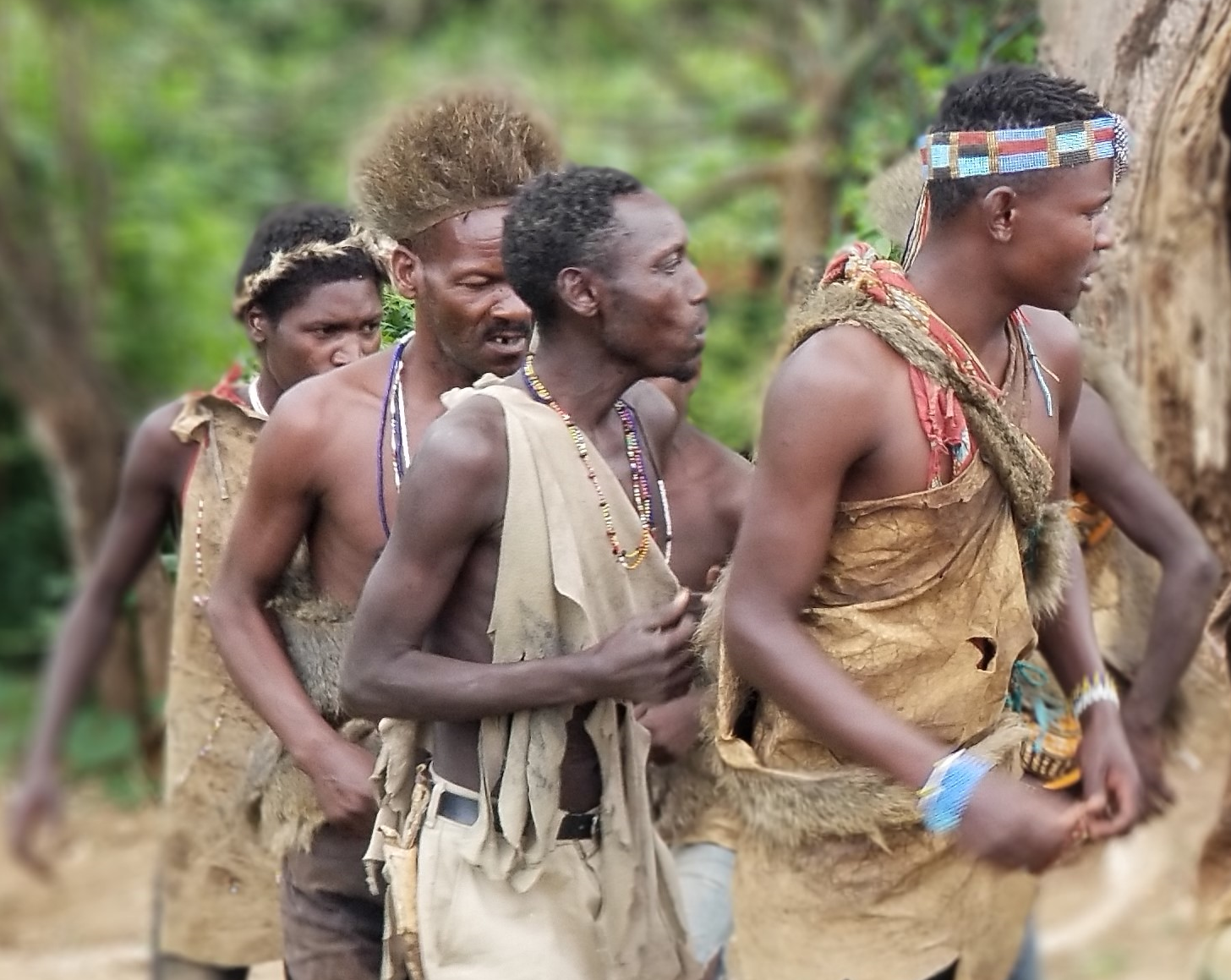 Hadzabe dancing one of the song sang during honey harvesting - 2022