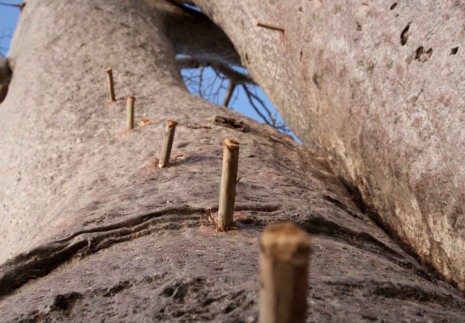 Hadza man plant wooden pegs along the trunks of the baobabs on which they climb in search of hives from which to take the honey.