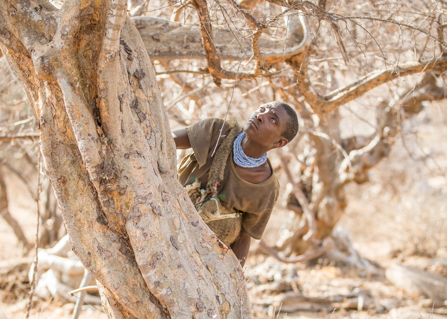 Hadzabe man looking for honey - 2019