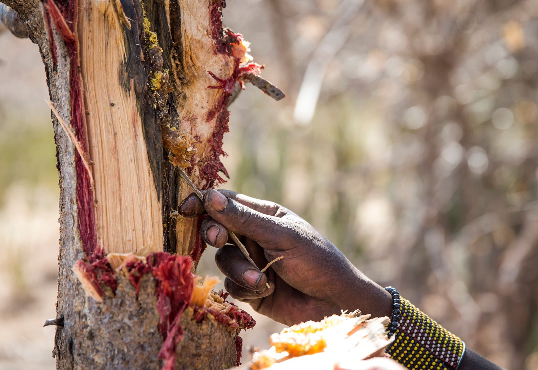 Hadzabe man picking honey out of a tree.