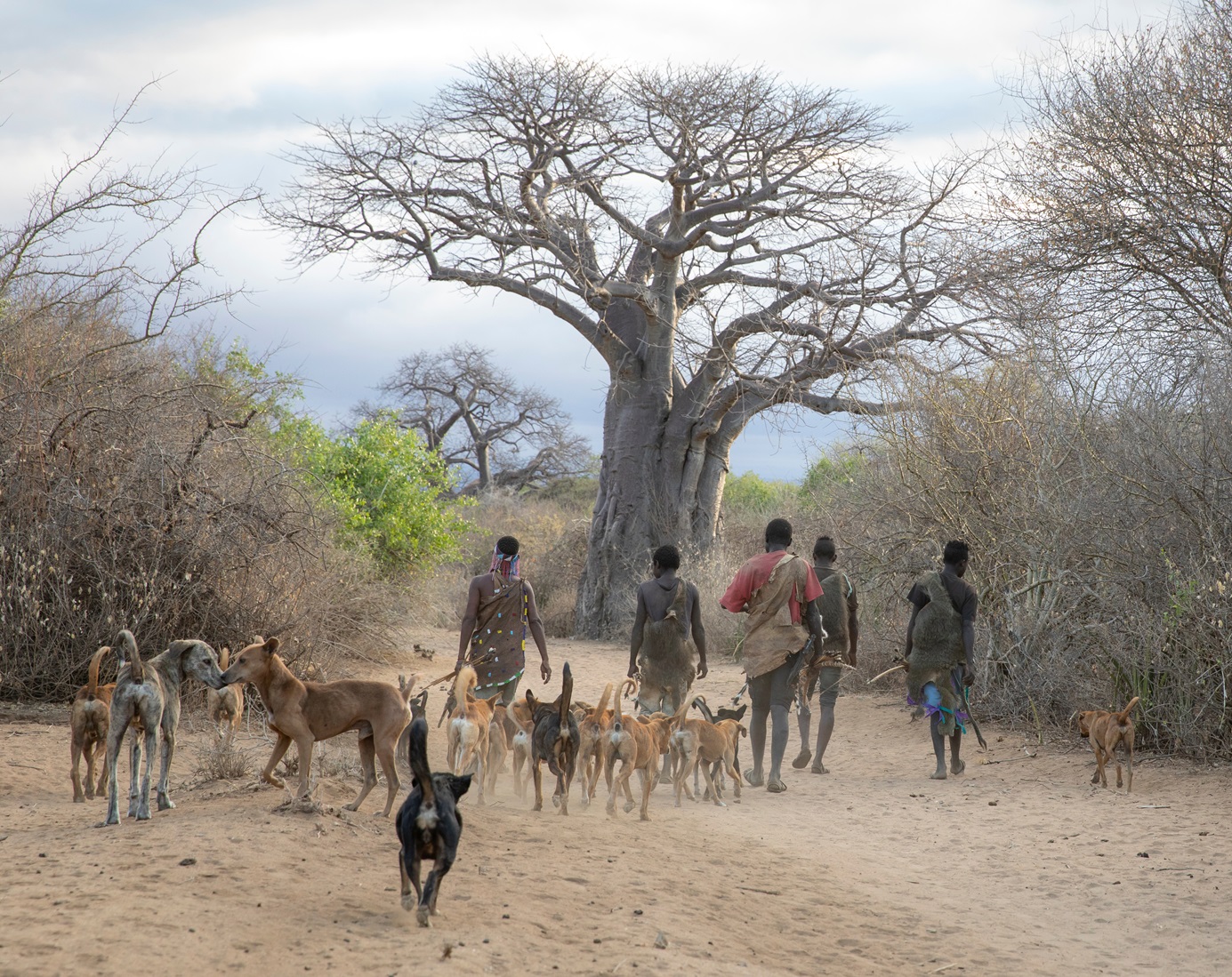 Hadzabe man going for hunt in a morning - 2019