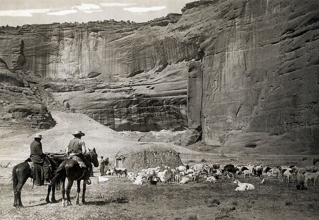 Navajo livestock