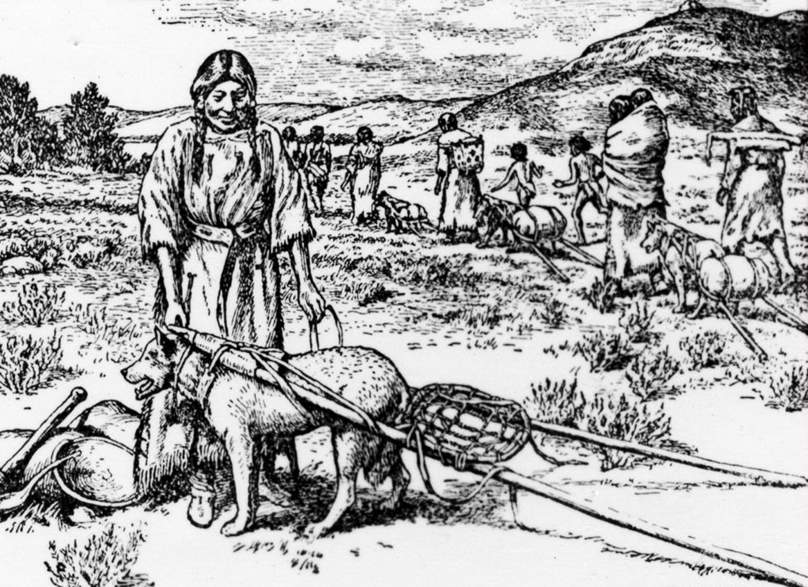 Indian travois with dog.