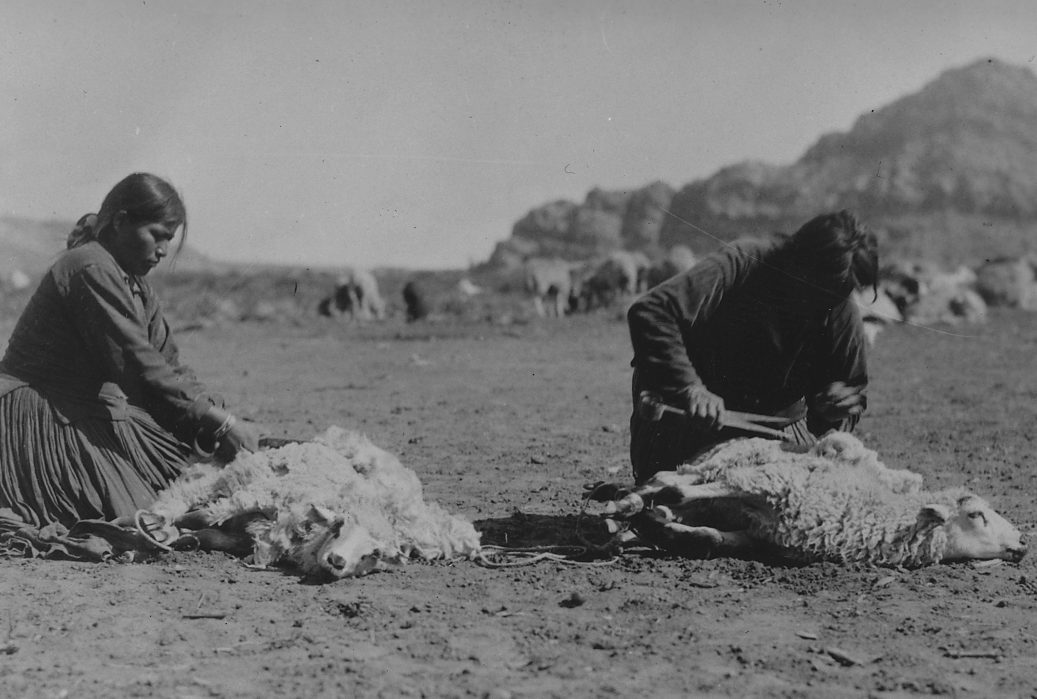 Navajos Shearing Their Sheep