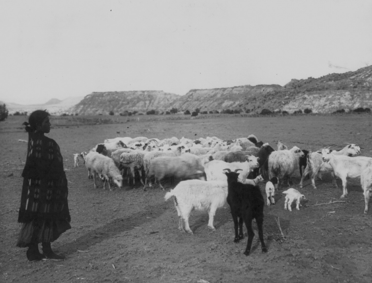 Navajo woman and sheep