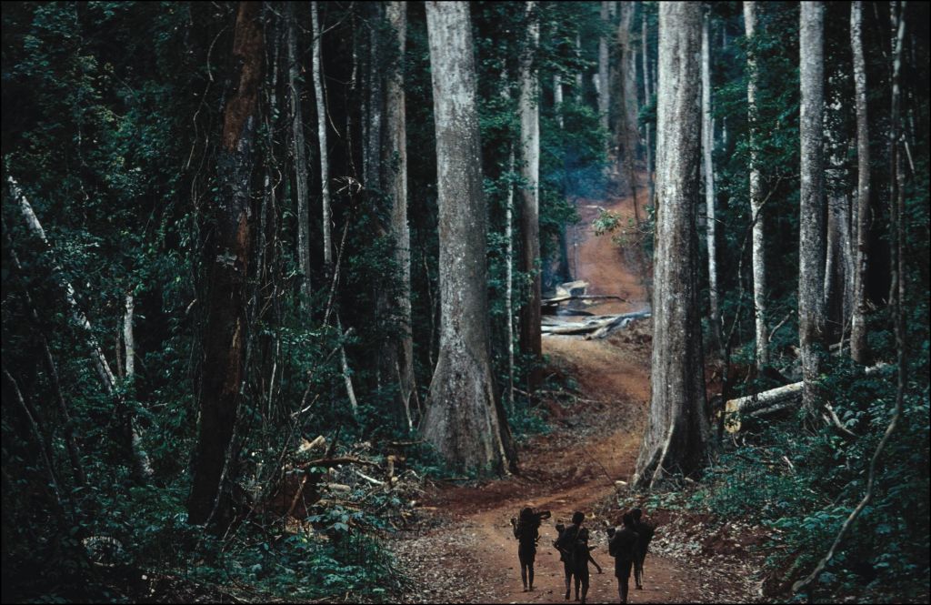 Deforestation At The Aka Pygmies