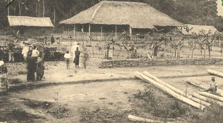 Africa rubber plantations