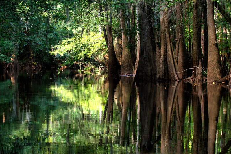 Landscape Photo of Floodplain Forest in the Congaree National Park