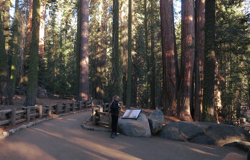 Giant Forest, Sequoia National Park, California.