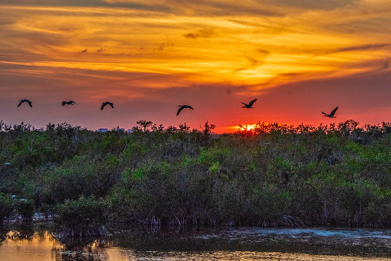 Sunset at 10,000 Lakes NWR, Florida. Everglades National Park