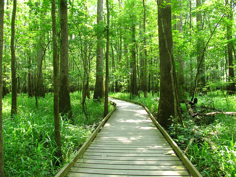 Lower Boardwalk Trail, Congaree National Park