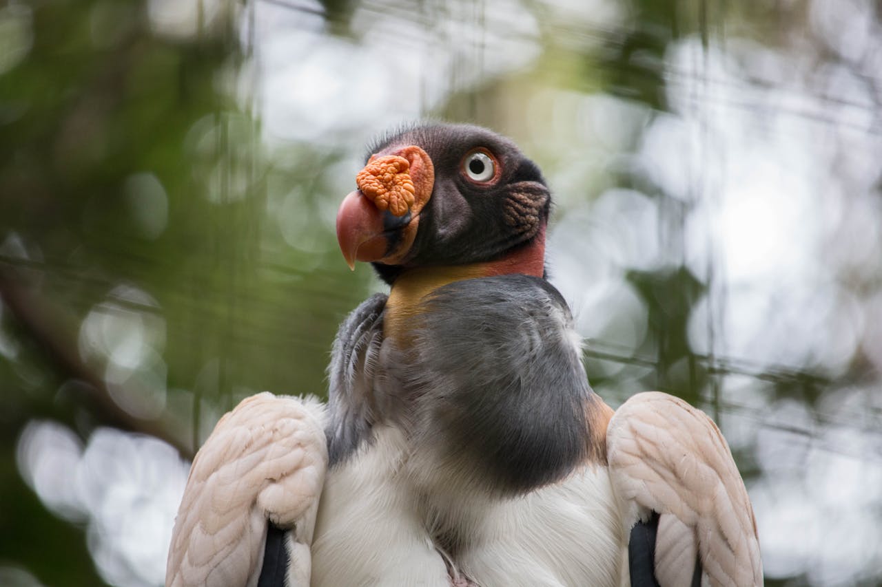 King Vulture in Close Up
