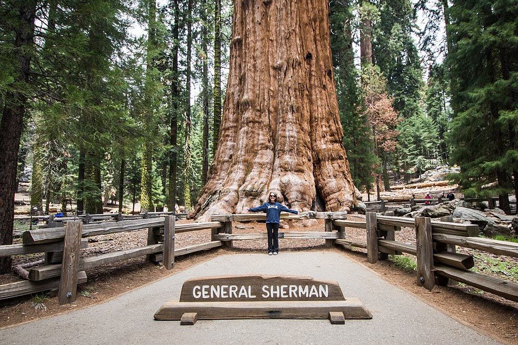 The General Sherman Tree Sequoia National Park