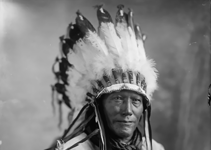 Porcupine, Head And Shoulders