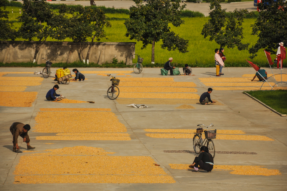 North Korea people sorting grains of maize