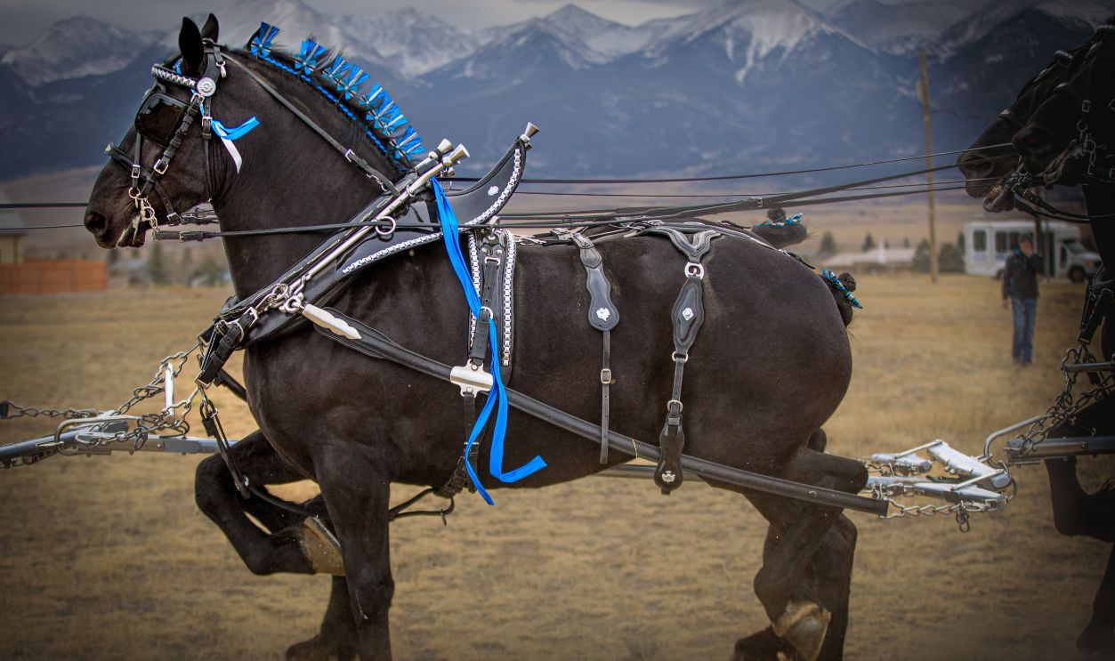 Amish  horse