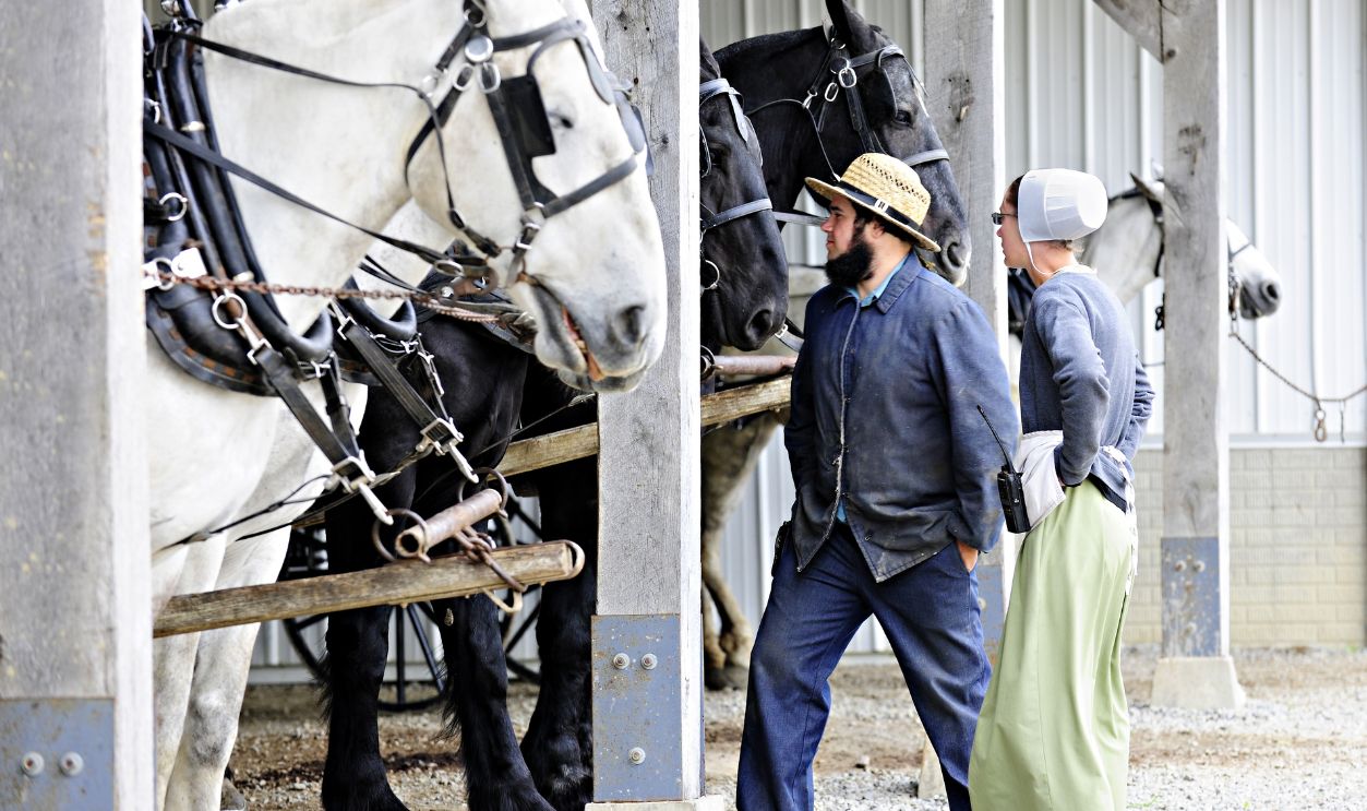 Amish couple watching over their horses