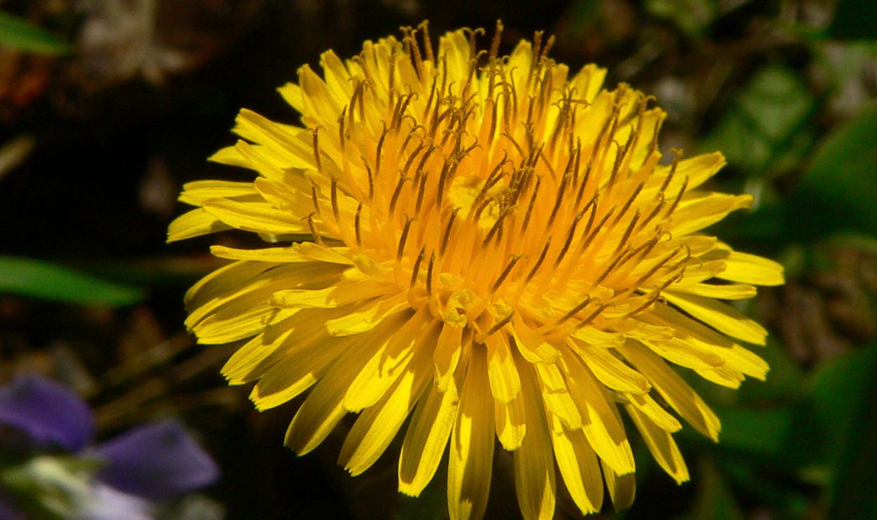 DandelionFlower