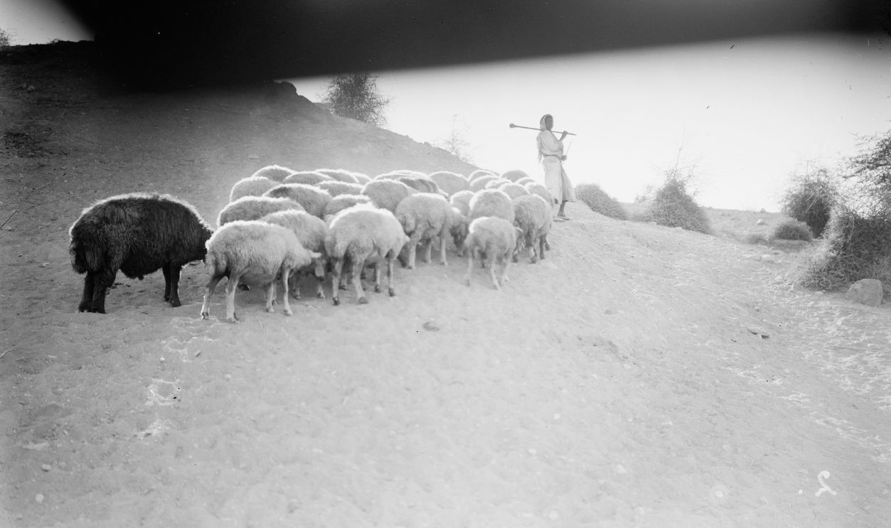 Agriculture, etc. Shepherd scenes