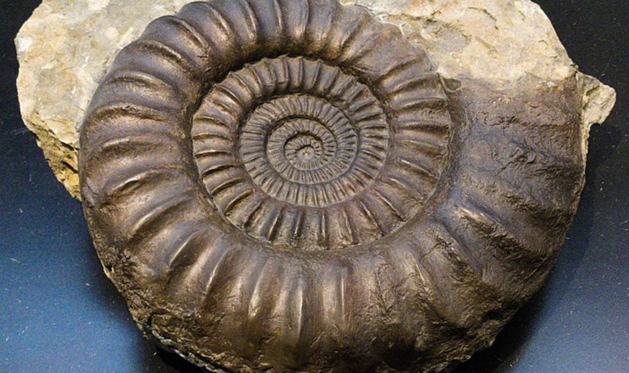 Ammonite Fossil