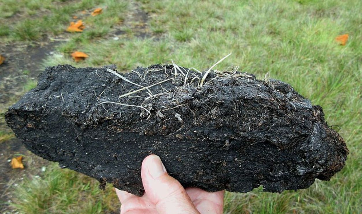 Peaty Soil