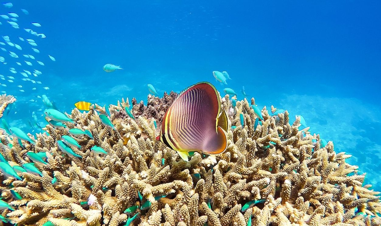 Keeper Reef, Great Barrier Reef
