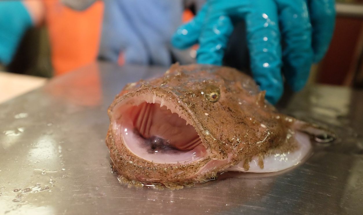 Anglerfish