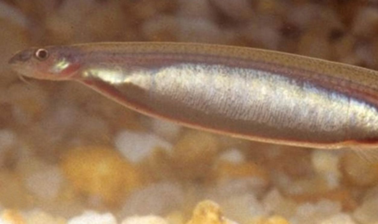 Candiru Fish