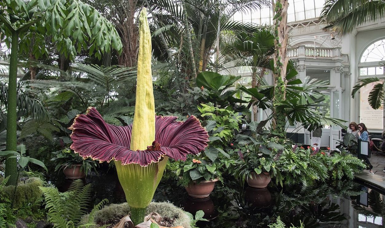 Corpse Flower