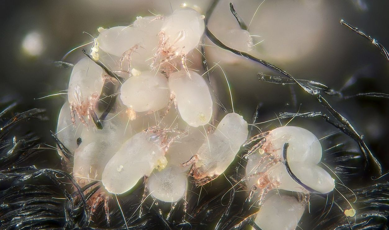 Dust Mites