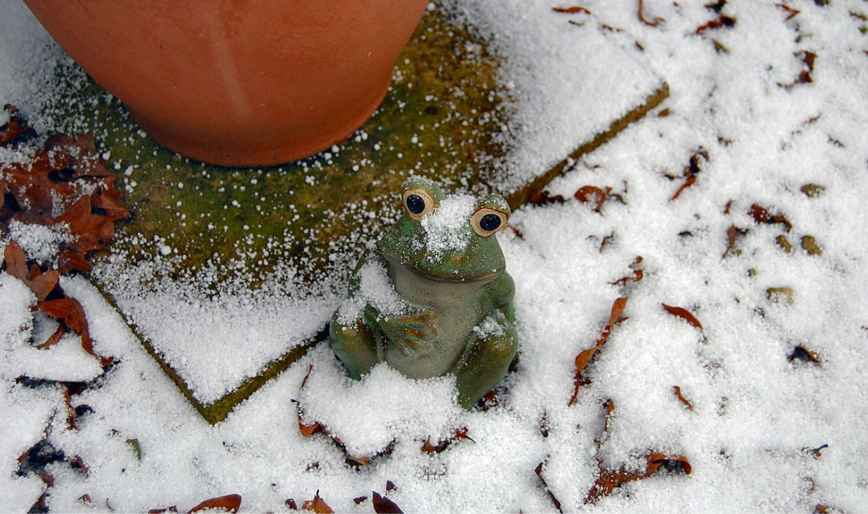 Frozen Frog