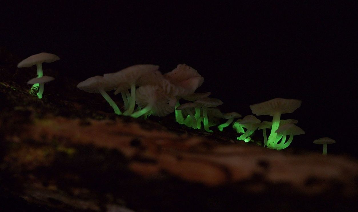 Glowing Mushrooms