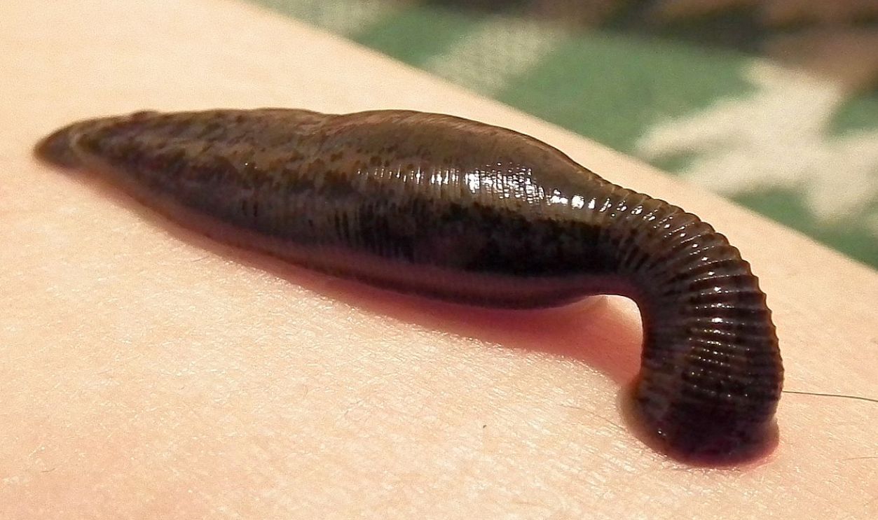 Leech