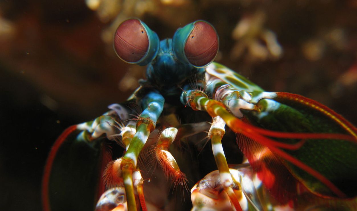 Mantis Shrimp