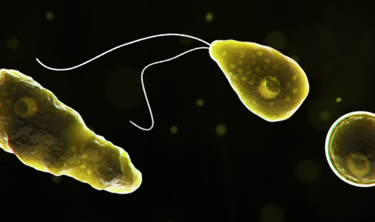 Naegleria Fowleri