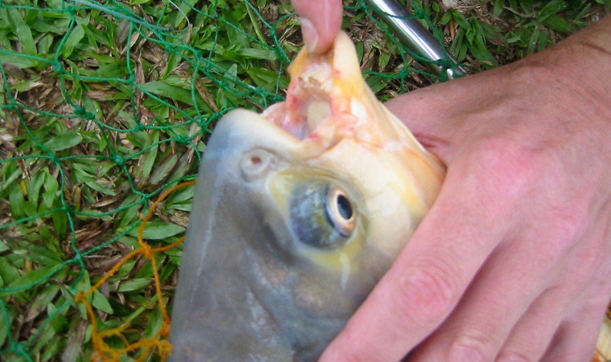 Pacu Teeth