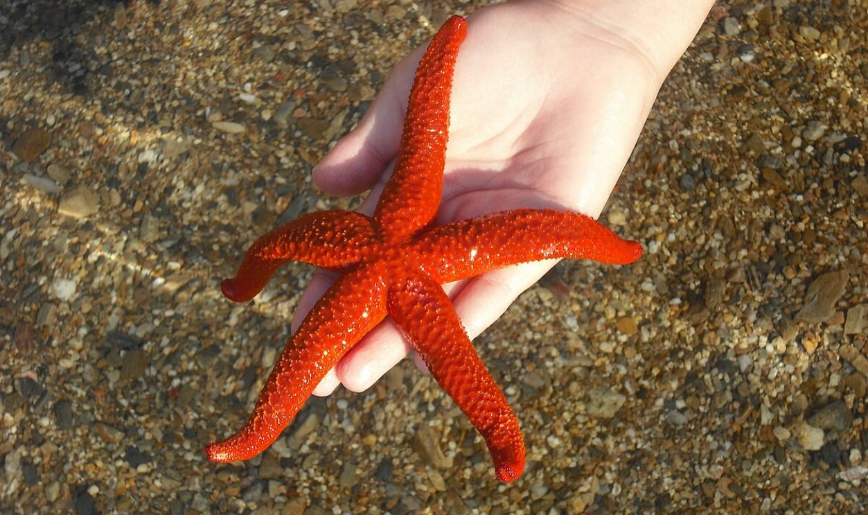Starfish