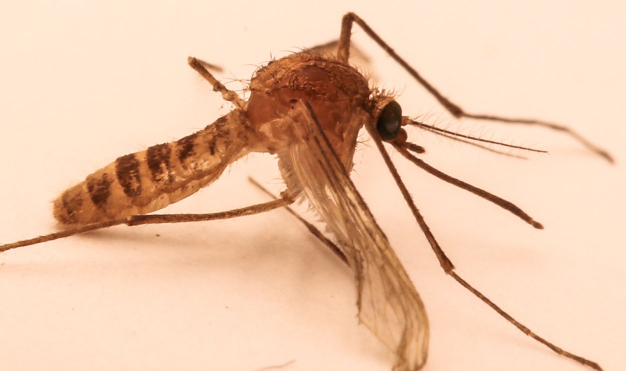 London Underground Mosquito