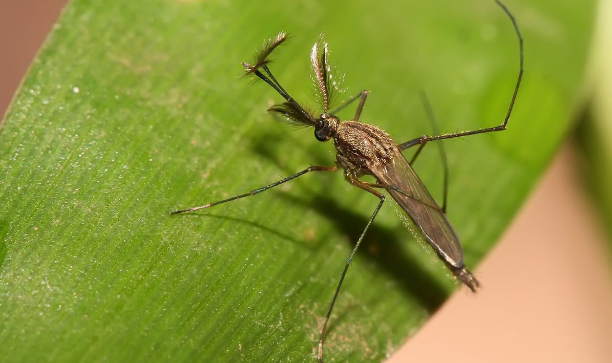Culex sp. Mosquito