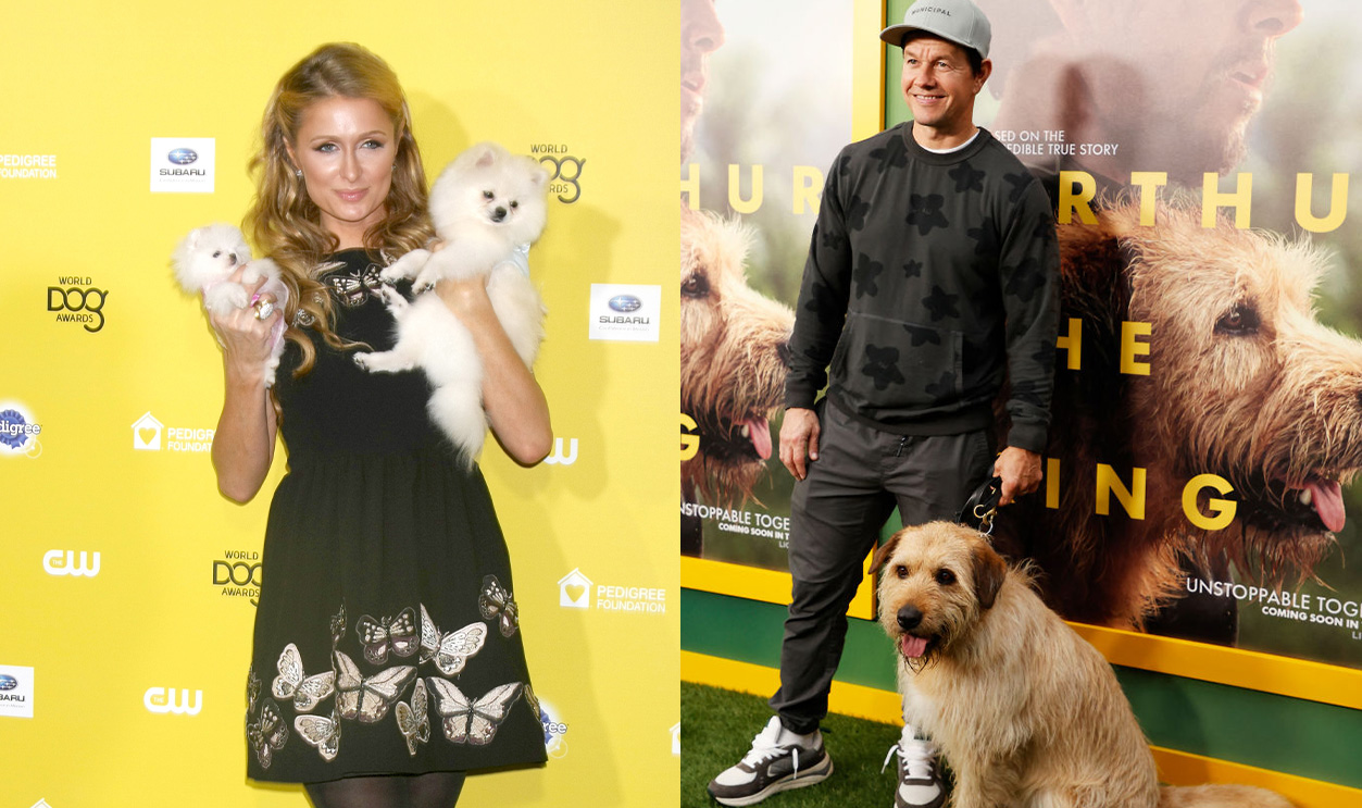 Rss Thumbnail - Celebrity Pets