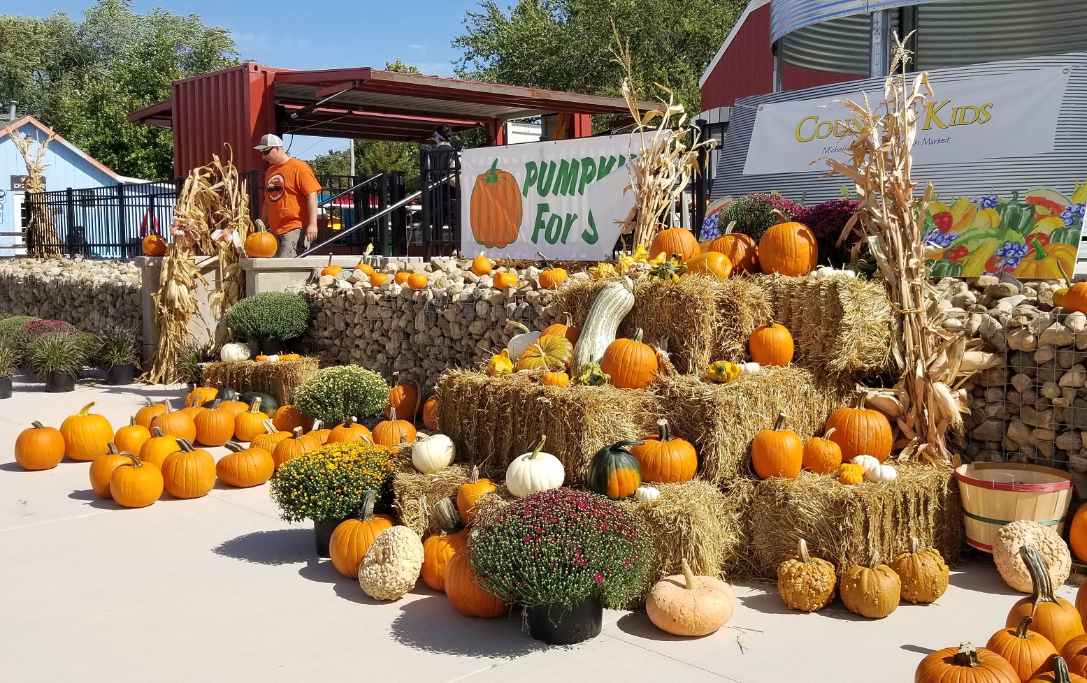 Pumpkin patch ready for fall season.