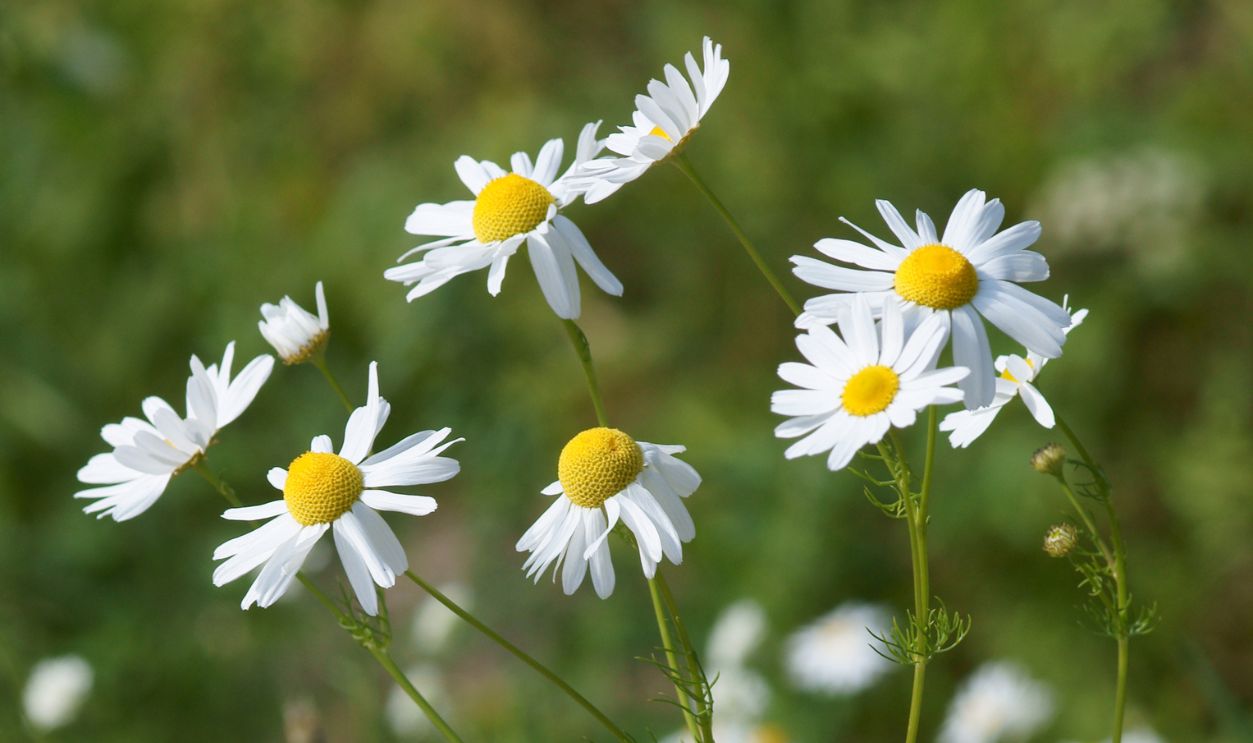 Chamomile