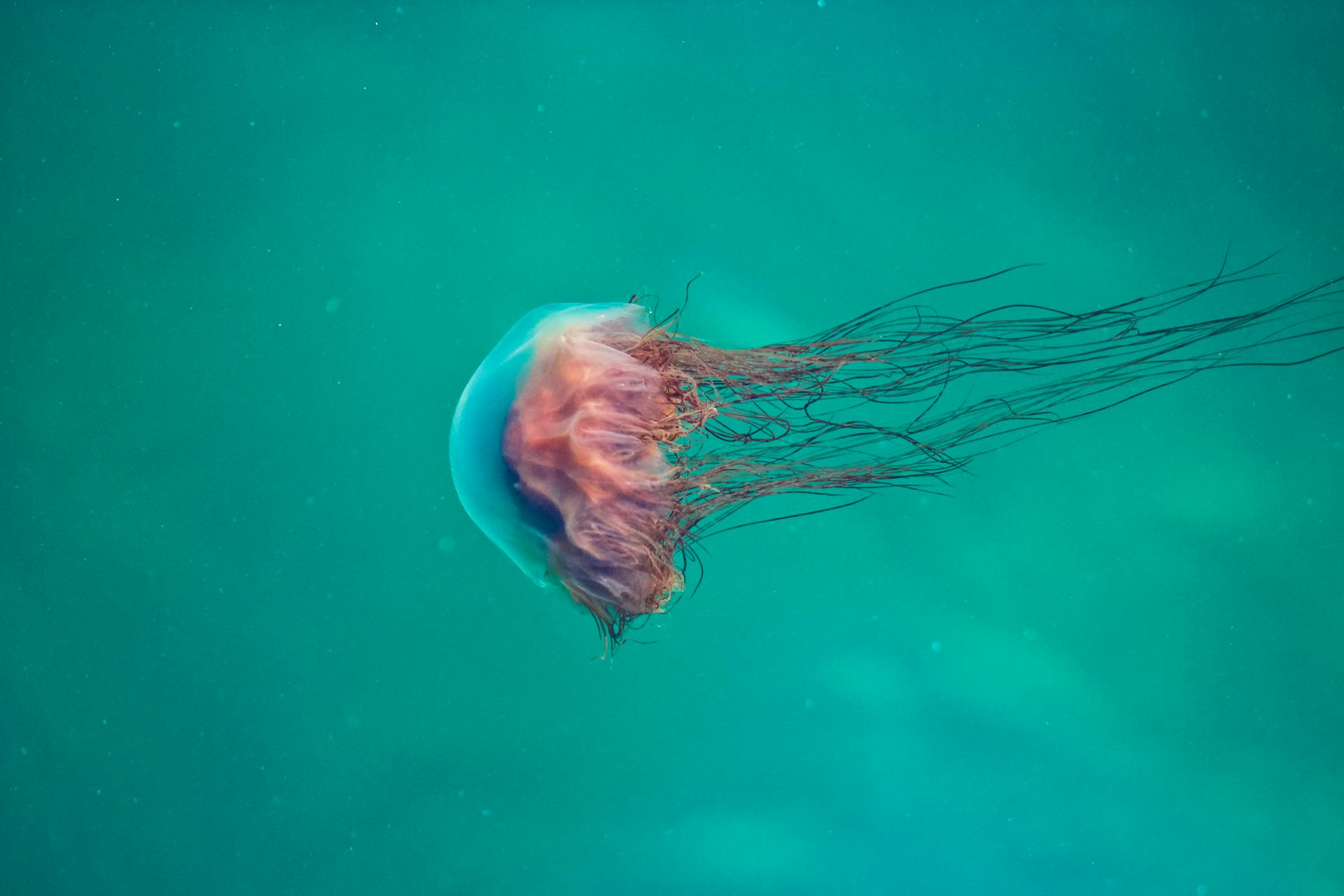 jellyfish