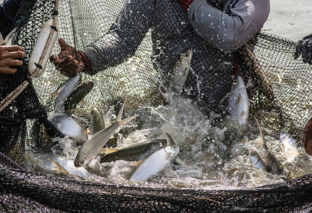 Fishermen catching fish