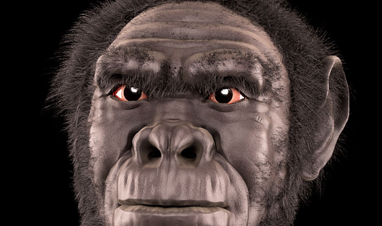 Homo Habilis